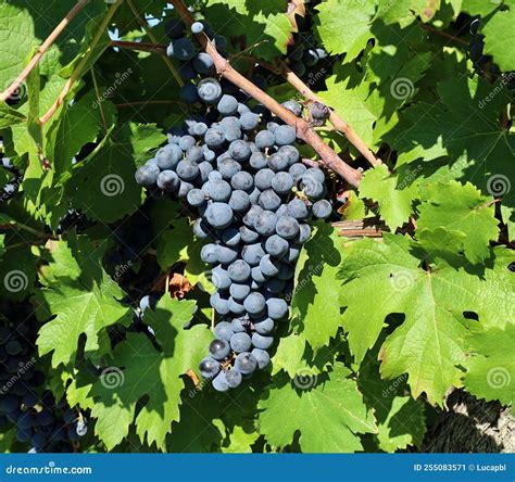 Single Bunch of Merlot among the Vine Leaves Stock Image - Image of ...