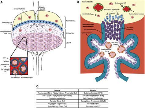 Signaling pathways in mouse and human trophoblast differentiation: a comparative review ...