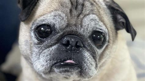 Pug who went viral on TikTok for 'no bones day' dies - WNKY News 40 Television