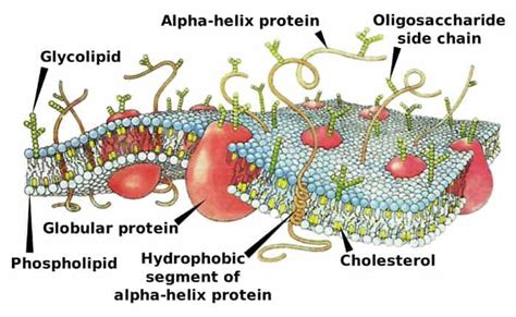 Plasma Membrane Functions | Components & Structures | BioExplorer