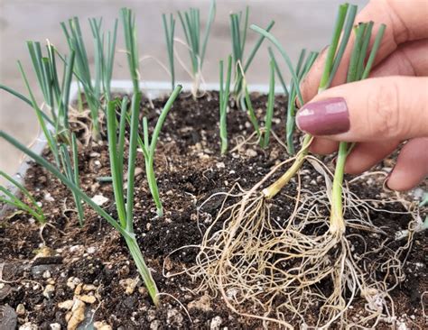 How Far Apart Do You Plant Onions? [Planting Guide]