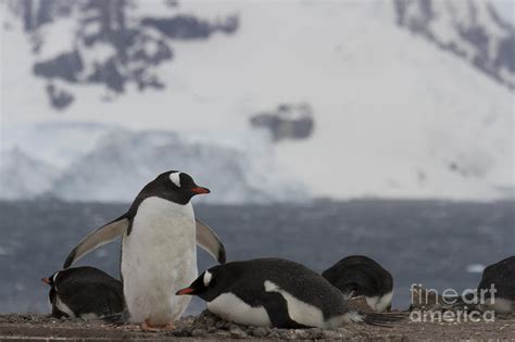 Gentoo penguin mating pair Photograph by Karen Foley - Fine Art America