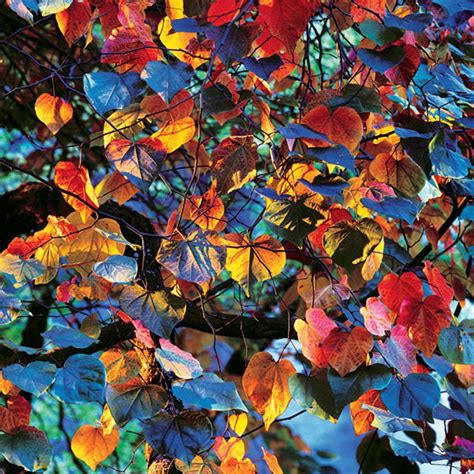 Christopher Burkett "Resplendent Leaves at Sunset," Oregon Cibachrome Photograph Available in 20 ...