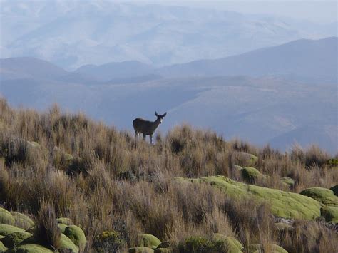 Monumento Natural La Taruca - Salta - Tripin Argentina