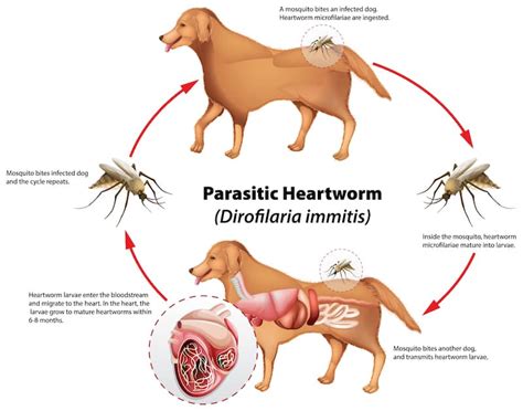 How Do You Know If Your Dog Has Heartworm?