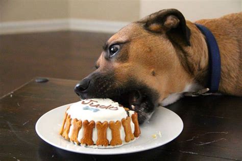 Dogs Eating Cake - Cute Photos of Dogs