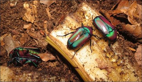 Purple Jewel Beetle - Jonathan's Jungle Roadshow