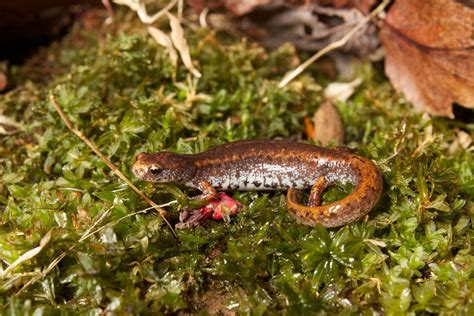 Plethodontidae - Lungless Salamanders