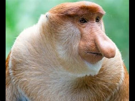 Funny animals - Long Nosed Monkey - Borneo's Proboscis - YouTube