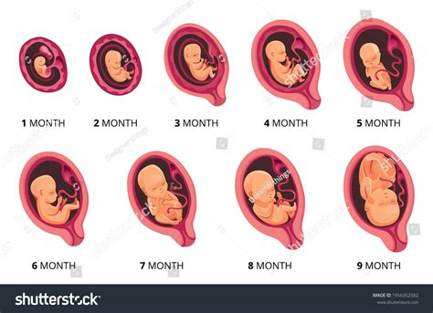 Fetus Development Stages Week By Week