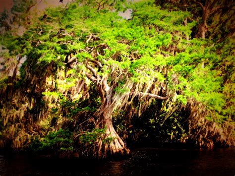 Free stock photo of abstract photo, cypress, swamp