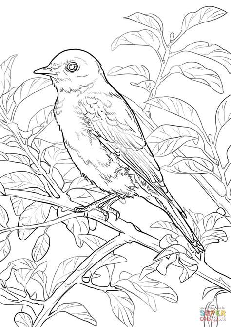 Eastern Bluebird coloring page | Free Printable Coloring Pages