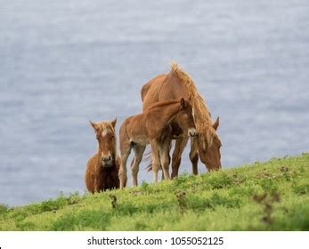 166 Yonaguni horses Images, Stock Photos & Vectors | Shutterstock