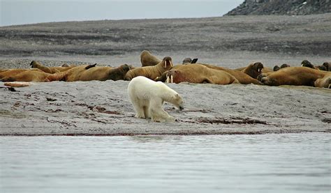 Polar Bear Vs Walrus by Ekvals