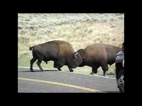 Bison Fight Yellowstone - YouTube