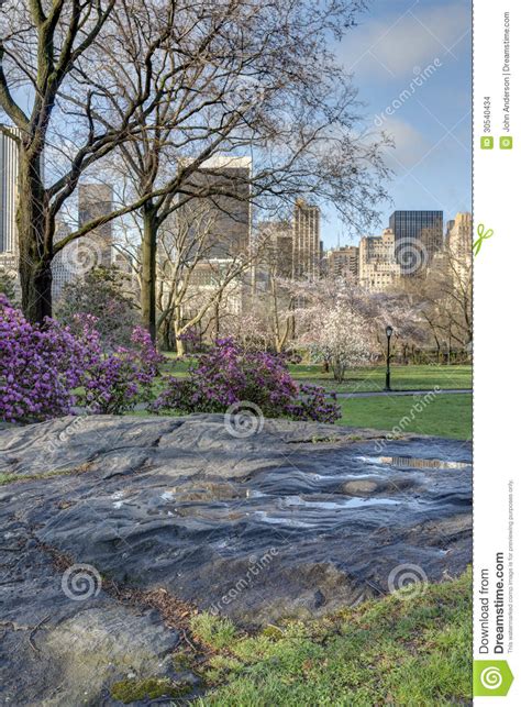 Central Park, New York City Stock Photo - Image of central, flowers ...