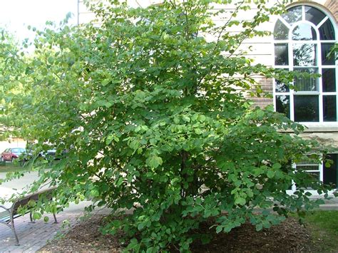 Corylus americana - American hazel | Shrubs, American hazelnut, Tall shrubs