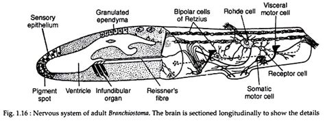 Branchiostoma: History, Locomotion and Development | Zoology