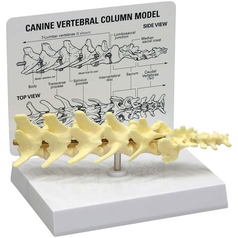 GPI 9080 Canine 5-Piece Vertebrae with Sacrum Model