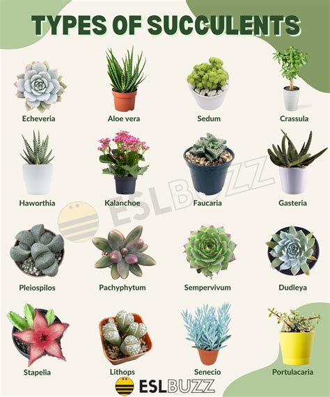 Popular Types of Succulents for Your Home - ESLBUZZ