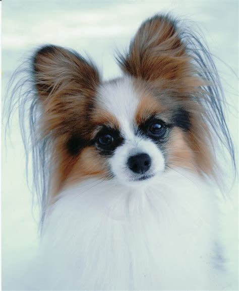 Dog Breed Directory: Papillon Dog Breed