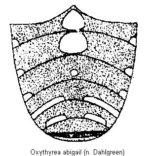 Oxythyrea Bestimmungstabelle