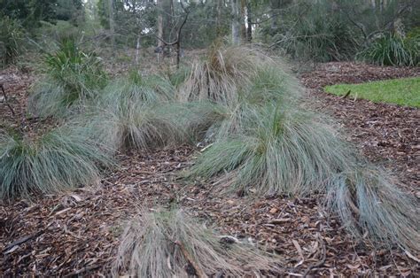 Poa labillardieri"Tussock Grass" - Paten Park Native Nursery