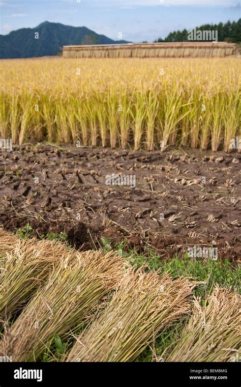 Rice farming process hi-res stock photography and images - Alamy