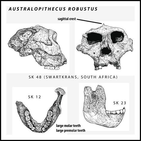 Australopithecus Robustus Skull