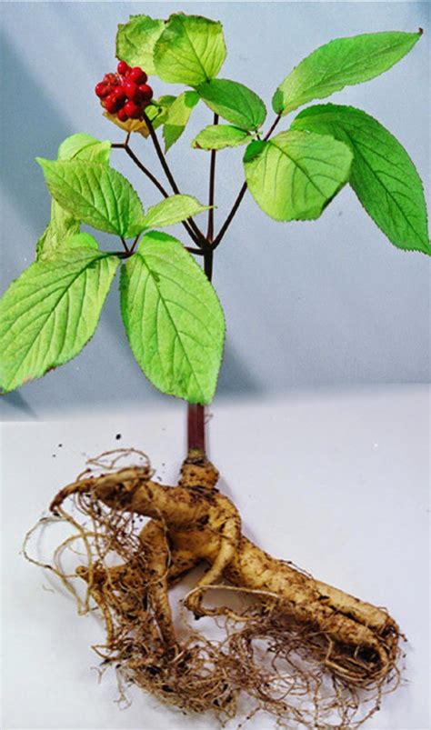 Laboratorio Rueda Farma: Propiedades del Ginseng