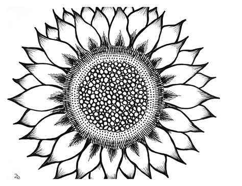 Sunflower Drawing Black And White | Free download on ClipArtMag