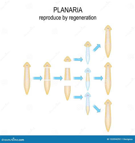 Planaria. Reproduce by Regeneration Stock Vector - Illustration of ...