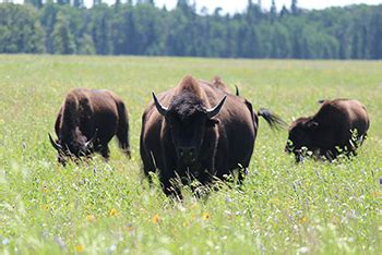 Bison - Riding Mountain National Park