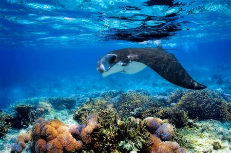 Diving the Whitsunday Islands