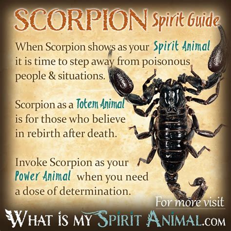 Scorpion Symbolism & Meaning | Spirit, Totem, & Power Animal