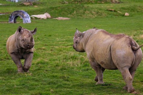 Yorkshire Wildlife Park's 2023: 12 pictures from a year of new arrivals including wolves ...