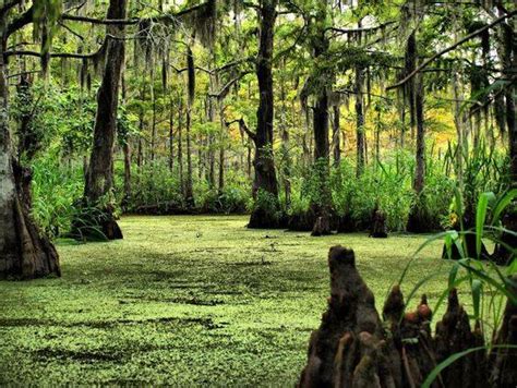 October Swamp Tours in New Orleans - Swamp Tours New Orleans