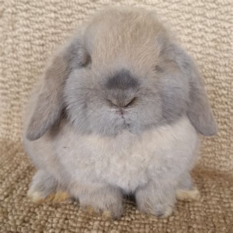 Holland Lop Rabbits For Sale | Riverside, CA #267284