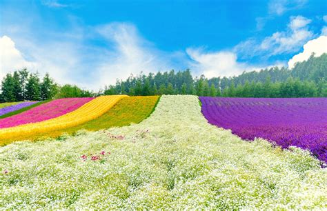 Tomita farm in Hokkaido,Gettyimages - Mushroom Travel