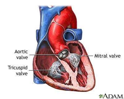 Heart valve surgery - series—Normal anatomy: MedlinePlus Medical ...