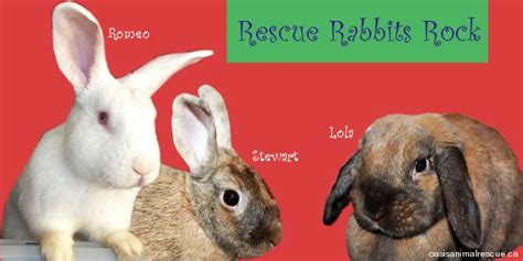 Some of the gorgeous rescue rabbits on the adoption list at ...