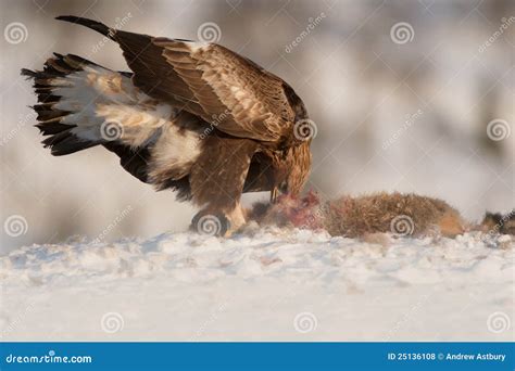 Golden Eagle Feeding. Royalty Free Stock Photos - Image: 25136108