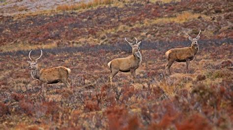 Red Deer Habitat | Wildlife Online