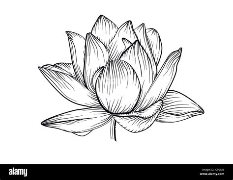 Update 72+ water lily vs lotus tattoo latest - in.cdgdbentre