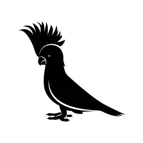 Best Black Cockatoo Silhouette Illustrations, Royalty-Free Vector ...