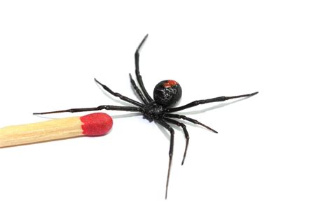 Redback Spider Bite | Australia Wide First Aid