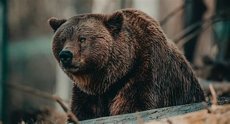 Canada grizzly bear attack victims were on permitted hike