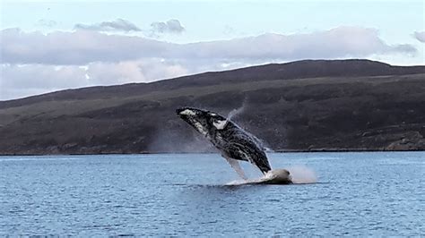 Sea Watch Foundation » Humpback Hooray!