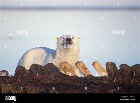 polar bear Ursus maritimus scavenging on bowhead whale bones Balaena mysticetus 1002 area Arctic ...