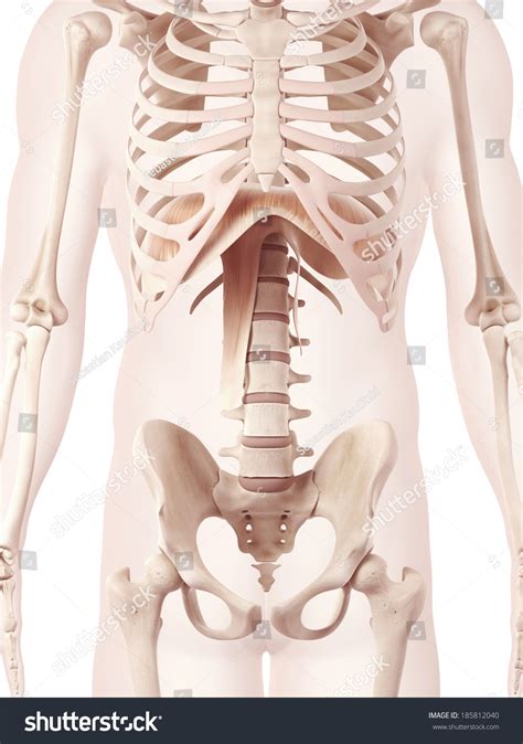 Anatomy Illustration Diaphragm Stock Illustration 185812040 | Shutterstock